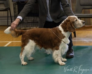 Veteran Dog